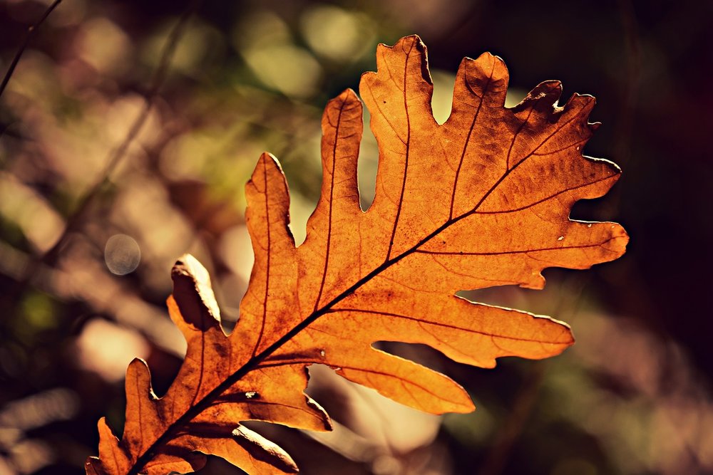 Fall leaf