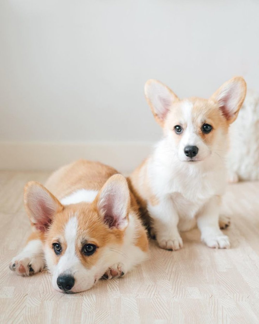corgi