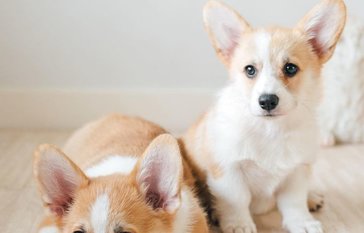corgi