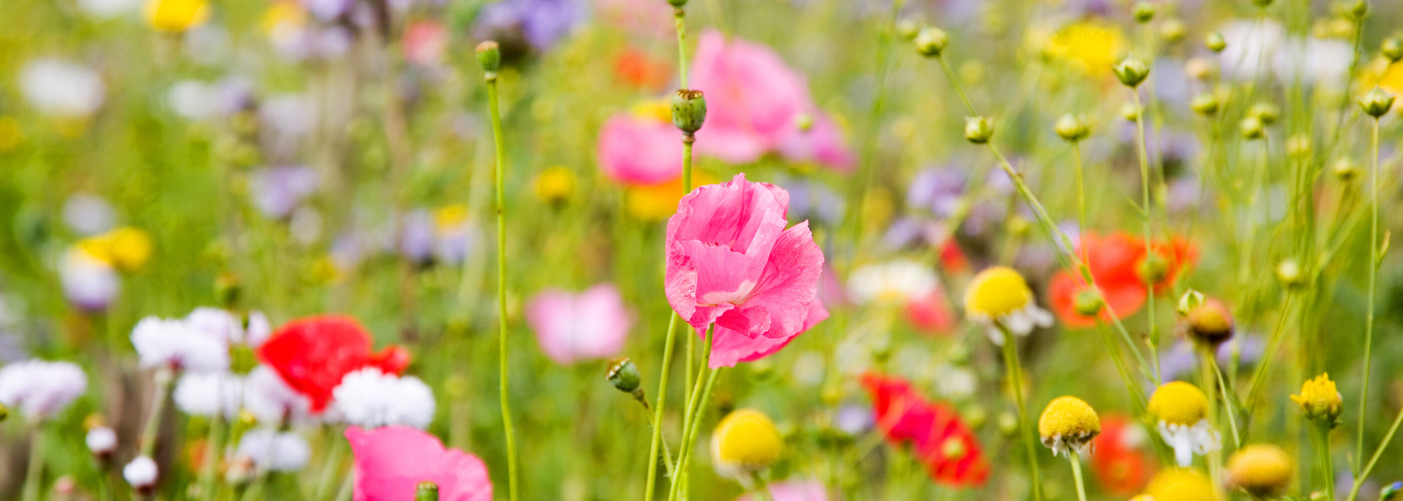 Meadow Flowers