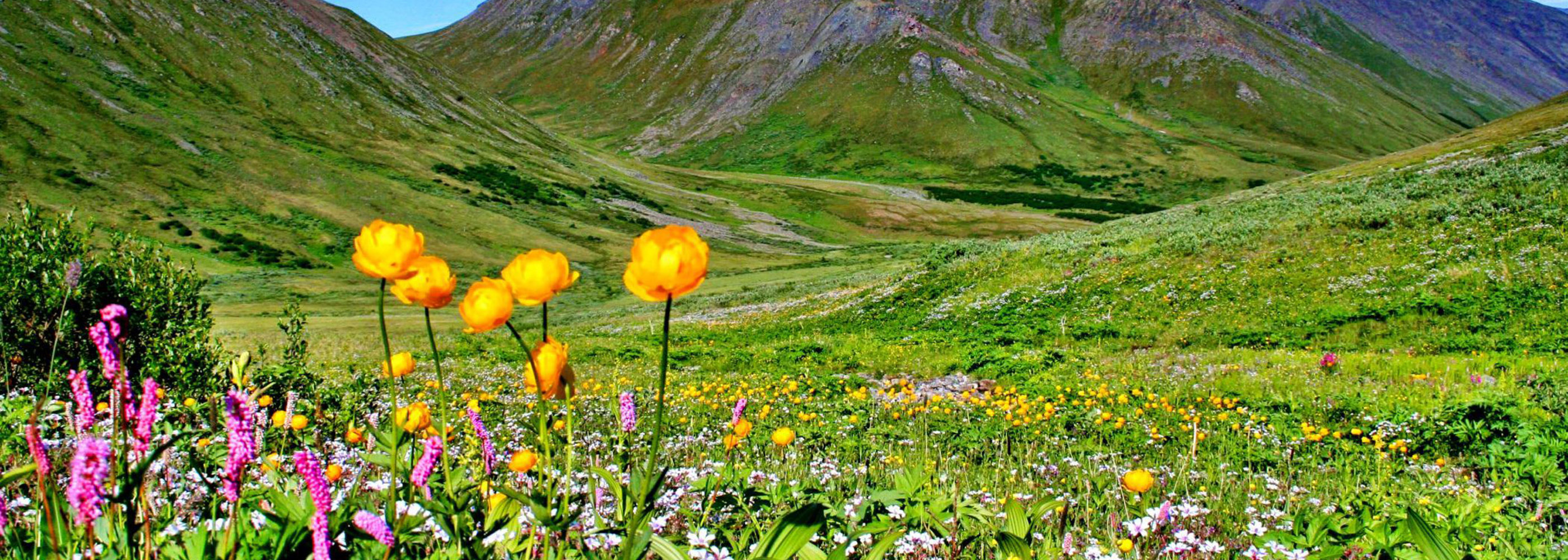 Yellow wildflowers in green meadow