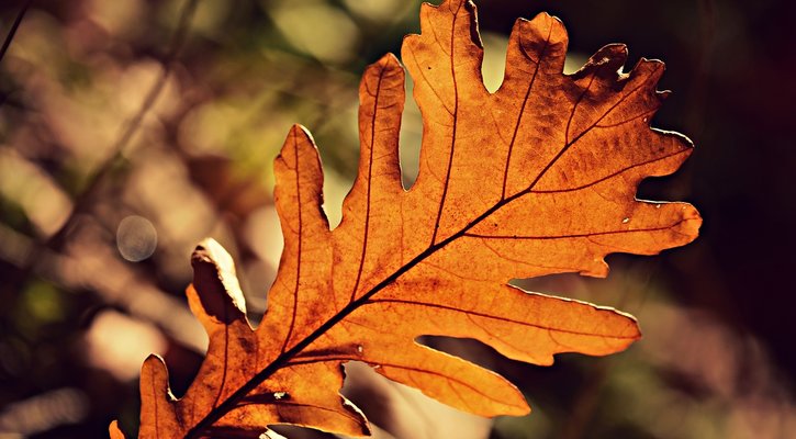 Autumn leaf